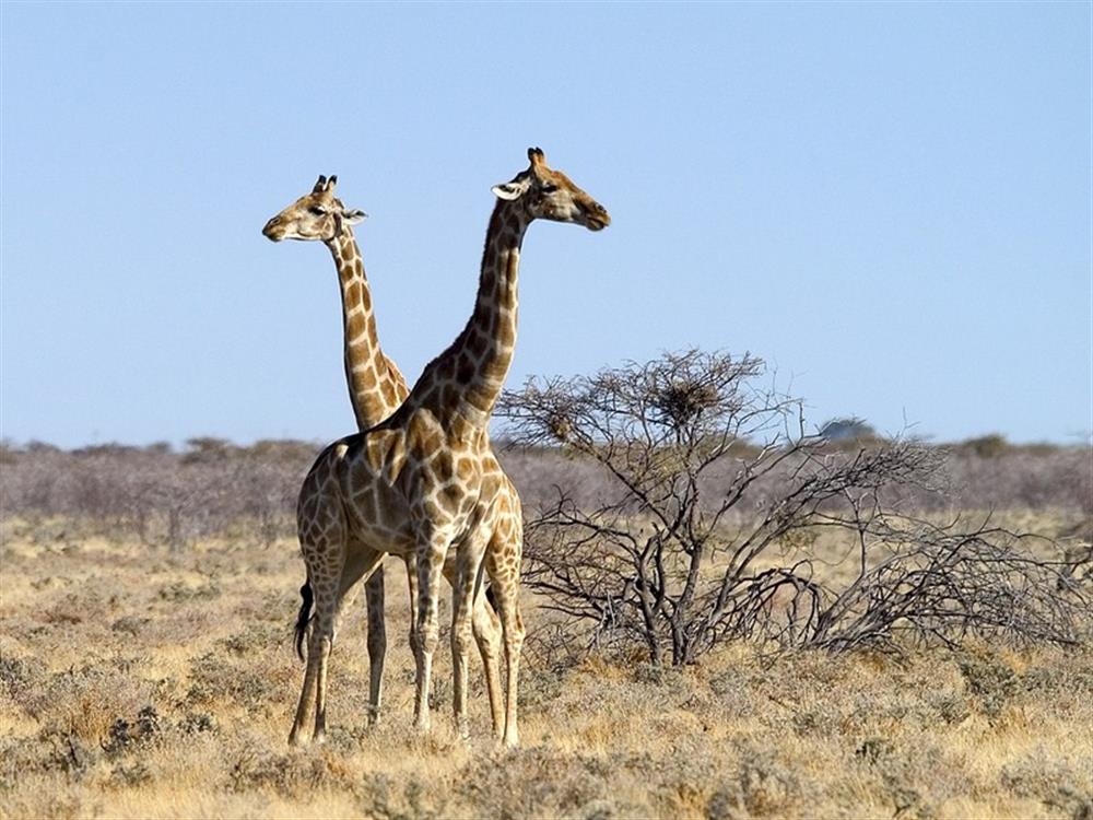 Ongava Tented Camp