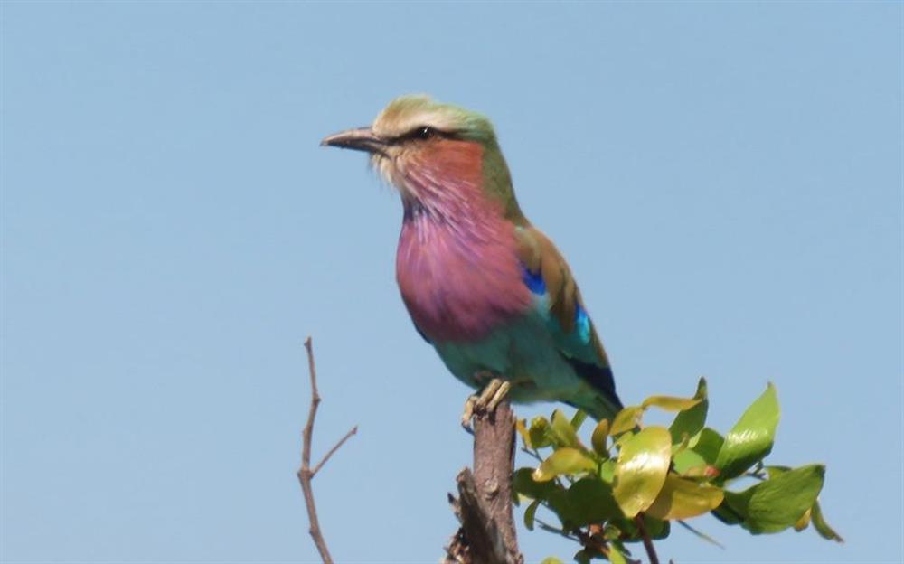 Xaranna Okavango Delta Camp