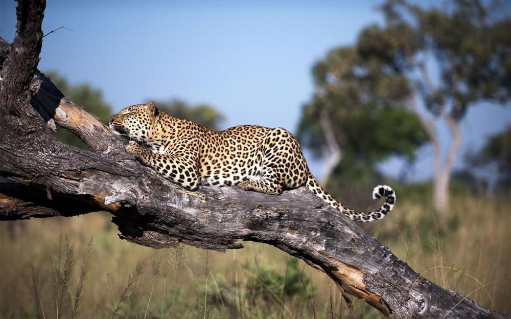 Xaranna Okavango Delta Camp