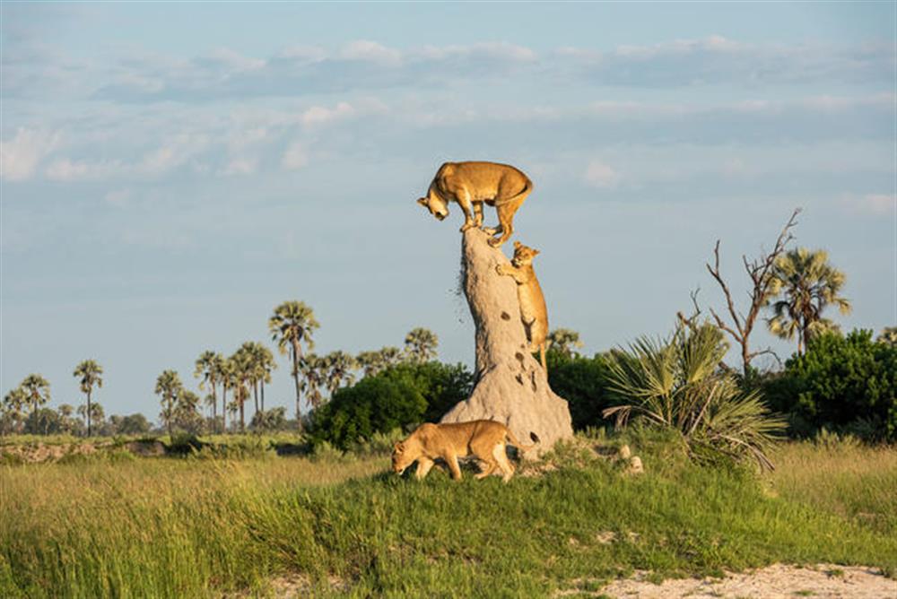 Xigera Safari Lodge 