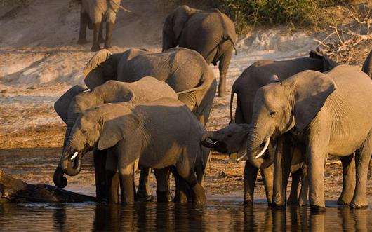 Chobe Under Canvas