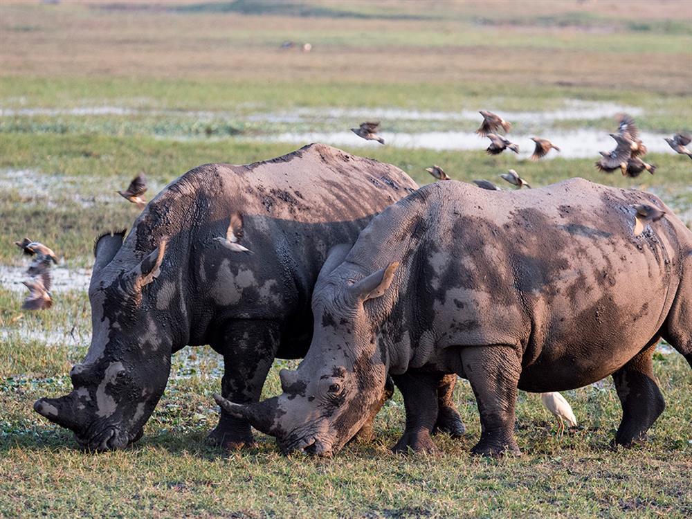 Duba Plains Camp