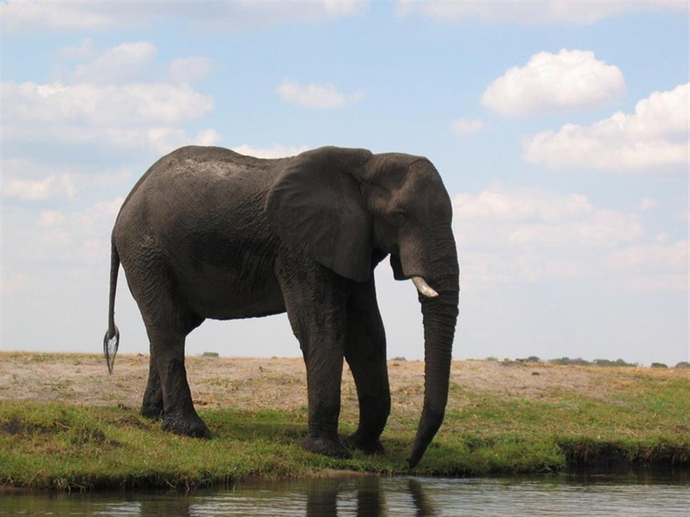 Muchenje Safari Lodge