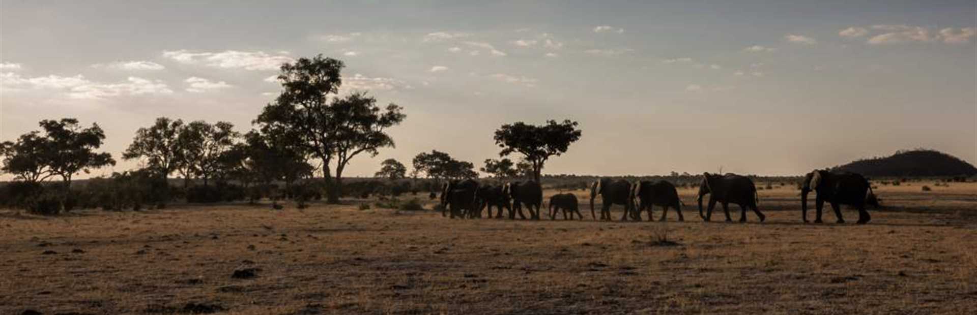 Belmond Savute Elephant Lodge