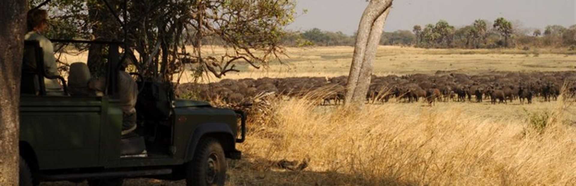 Katavi Wildlife Camp