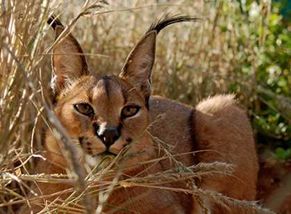 Tswalu Kalahari Game Reserve