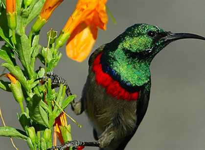 Namaqualand