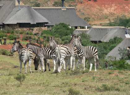 Pumba Private Game Reserve