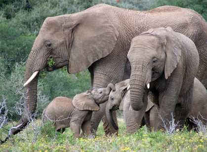 Amakhala Game Reserve