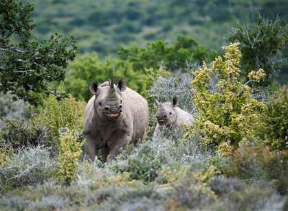 Kwandwe Private Game Reserve