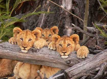 Lalibela Game Reserve