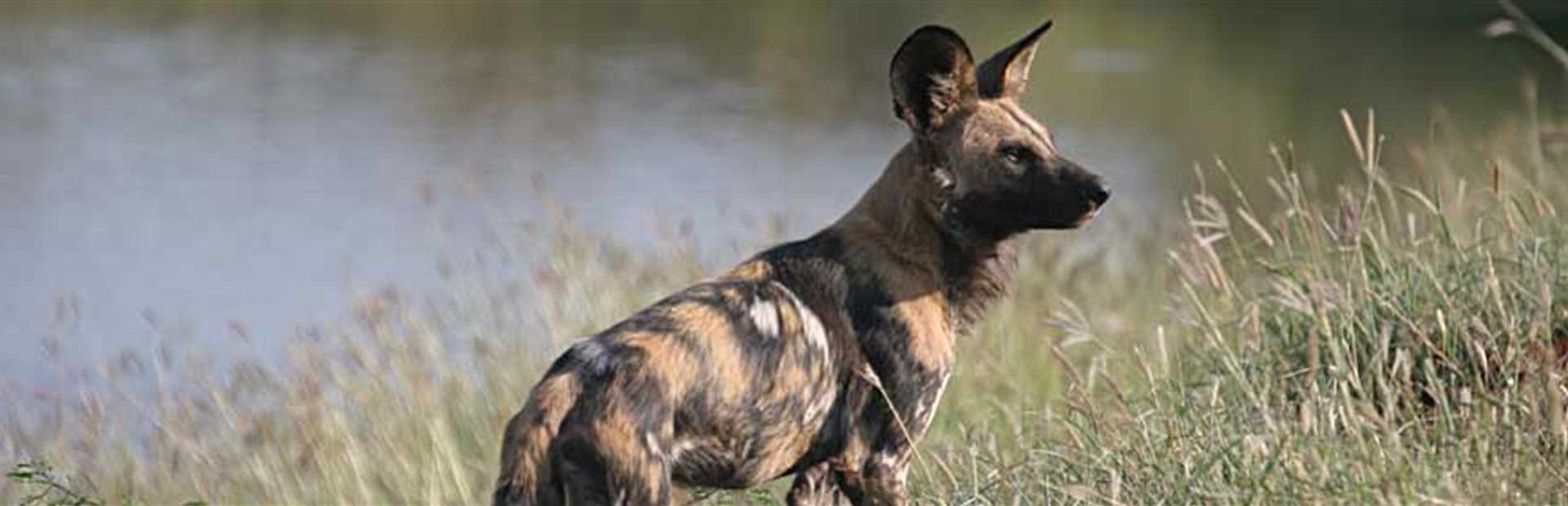 Madikwe Game Reserve