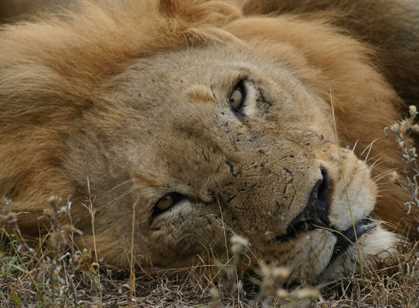 Timbavati Private Game Reserve