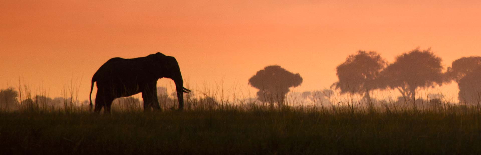 African Elephant in Botswana