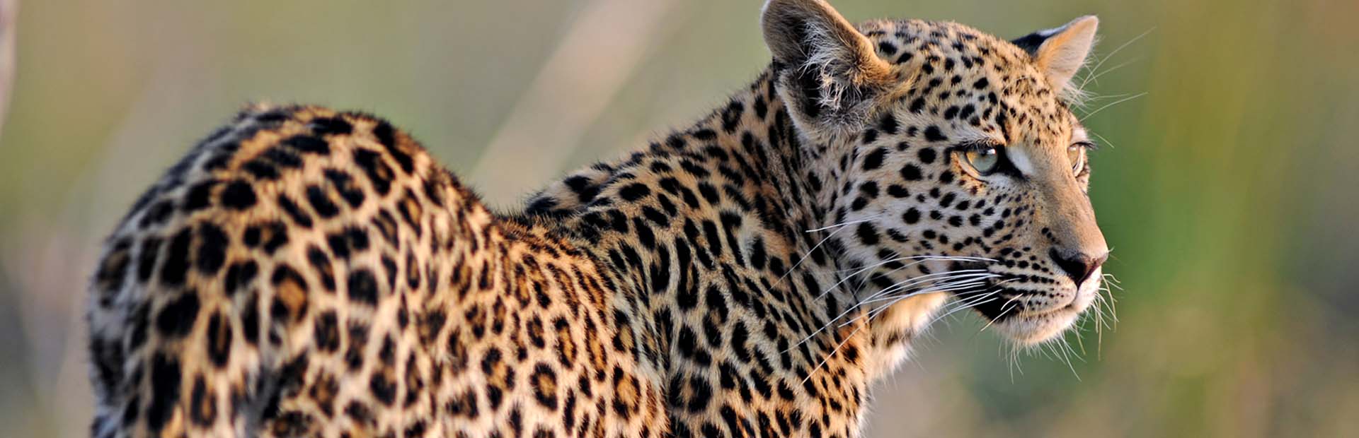 African Leopard in Botswana