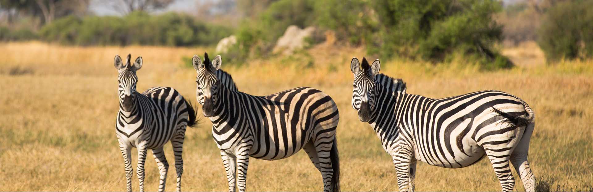 African Zebra