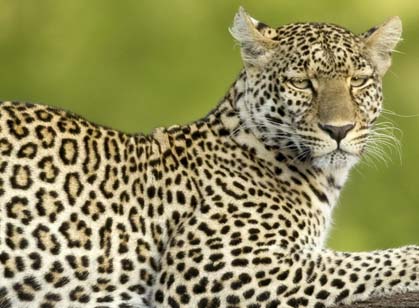 Gorongosa National Park